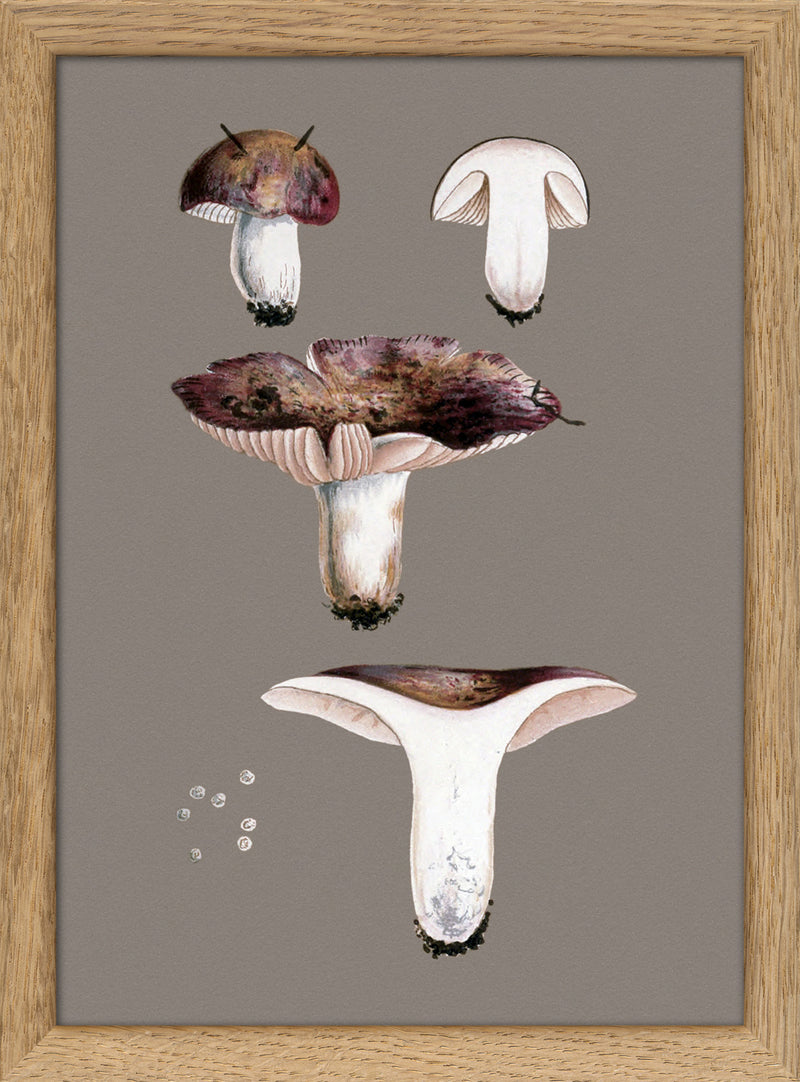 Short Fungi and Details. Mini Print