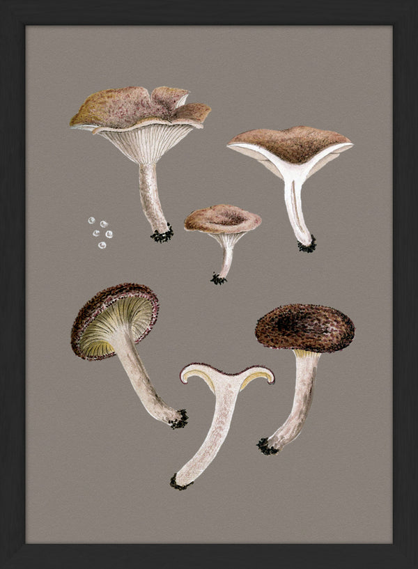 Small Brown Fungi and Details. Mini Print