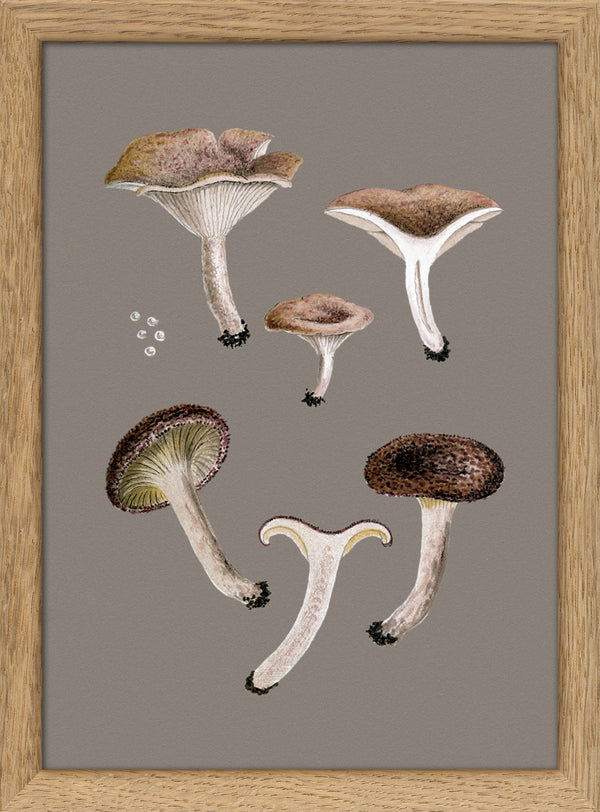 Small Brown Fungi and Details. Mini Print