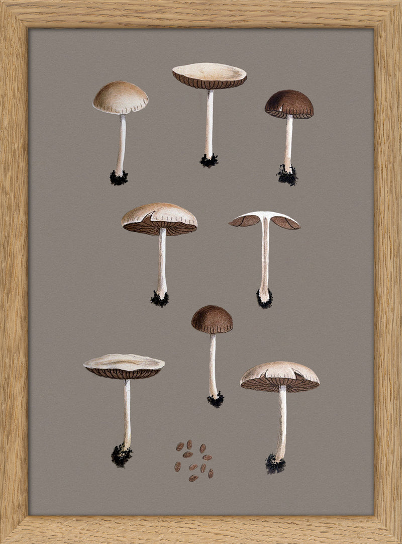 Group of Small Fungi and Details. Mini Print