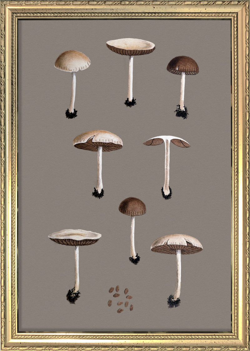 Group of Small Fungi and Details. Mini Print