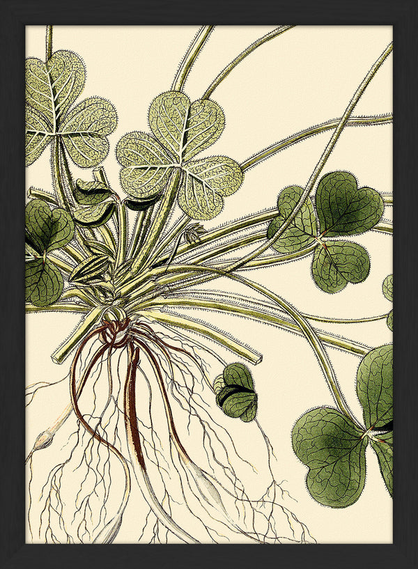Oxalis Compressa Close Up. Mini Print