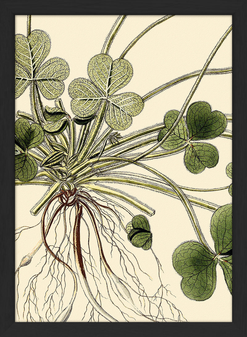 Oxalis Compressa Close Up. Mini Print