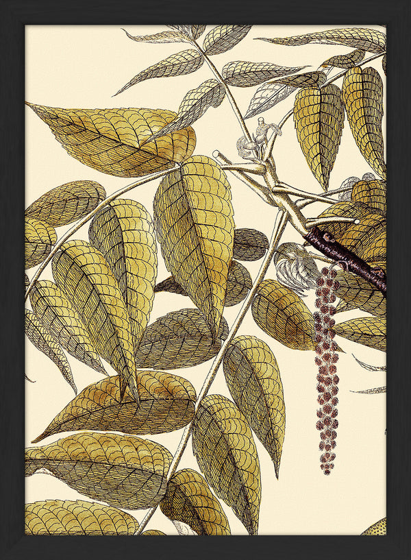Juglans Nigra Close Up. Mini Print