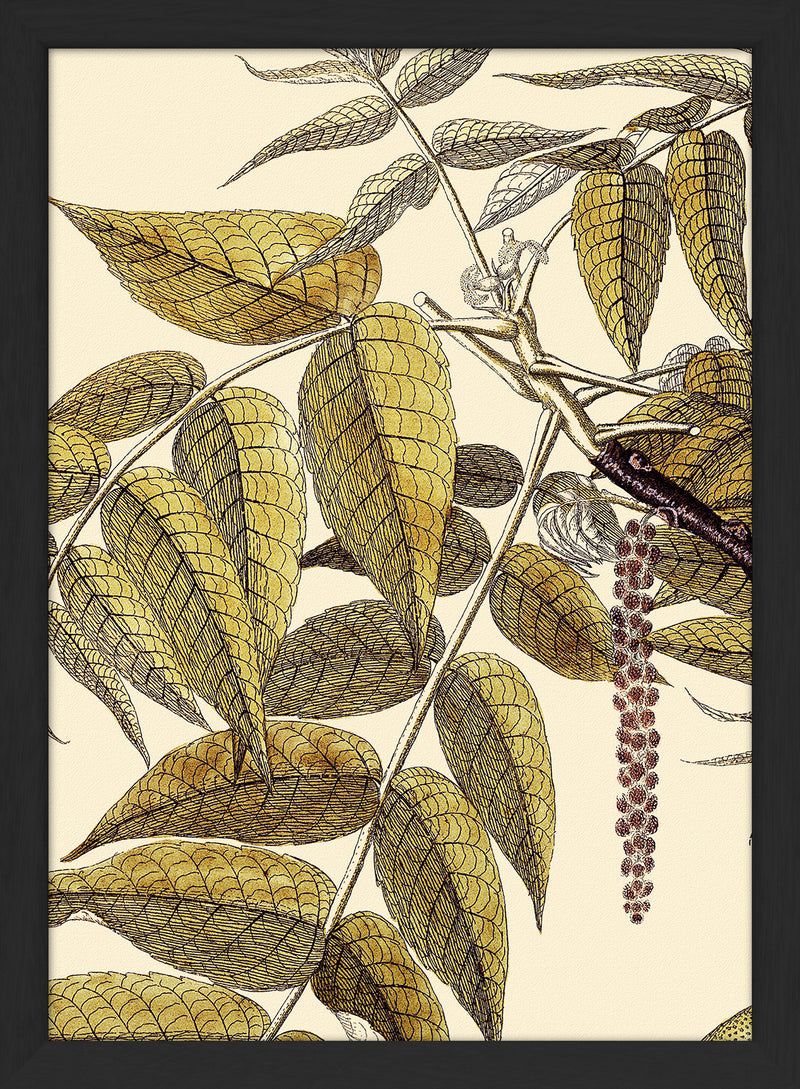 Juglans Nigra Close Up. Mini Print
