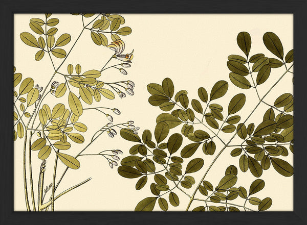 Guilandina Moringa Close Up. Mini Print