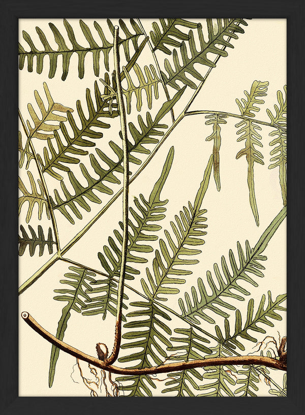 Mimosa Divaricta Close Up. Mini Print