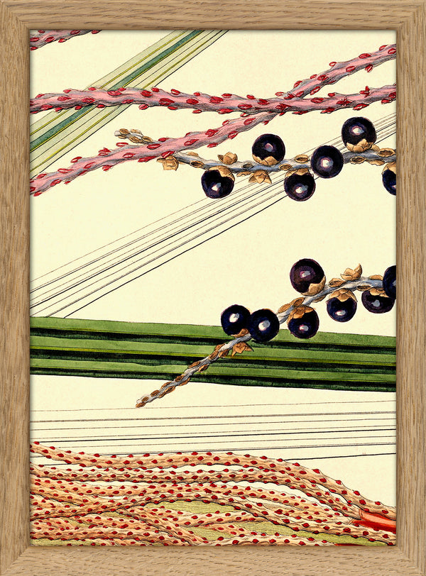 Bentinkia Coddapanna Close Up. Mini Print