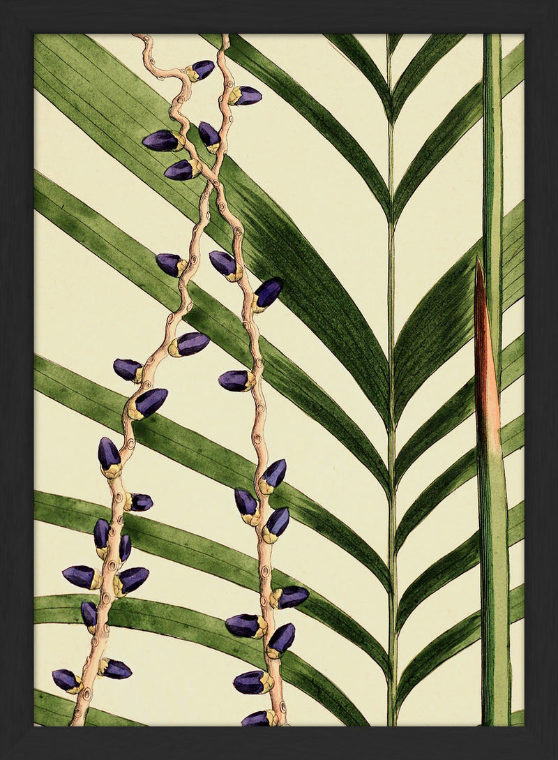 Areca Crinita and Monostachya Close Up. Mini Print