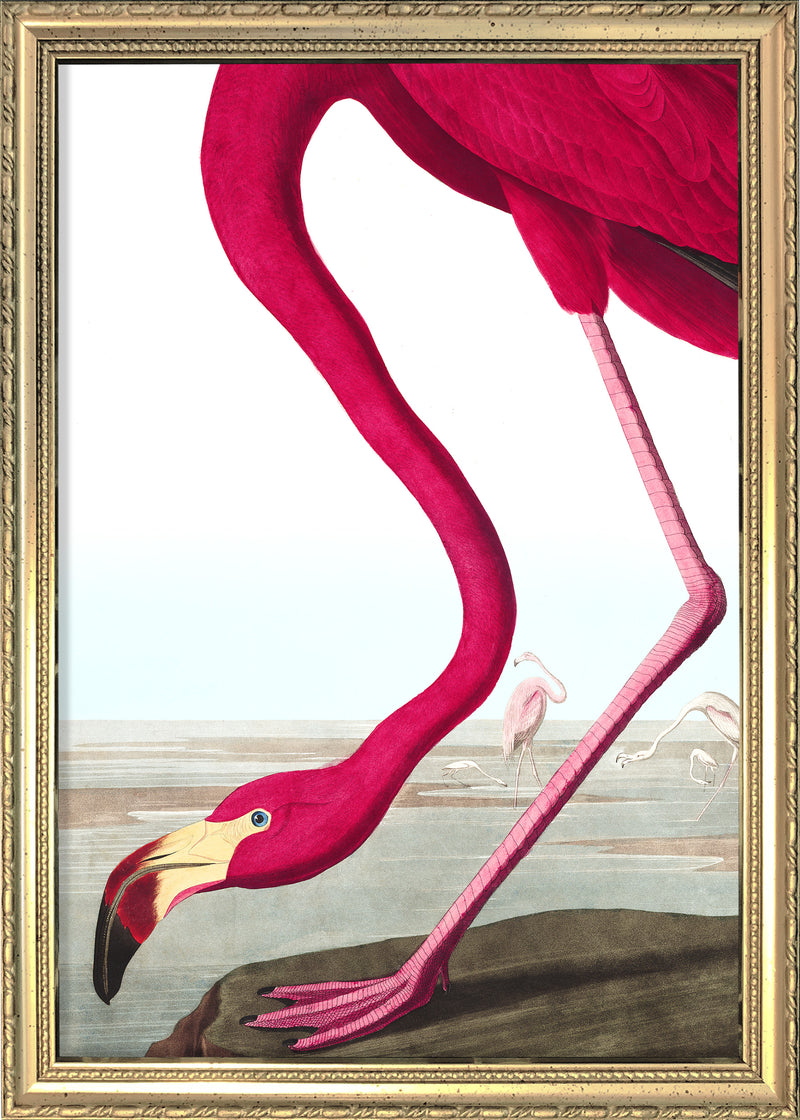 American Flamingo Close Up. Mini Print