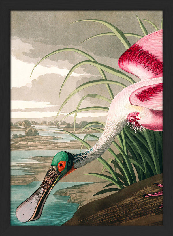 Roseate Spoonbill Close Up. Mini Print