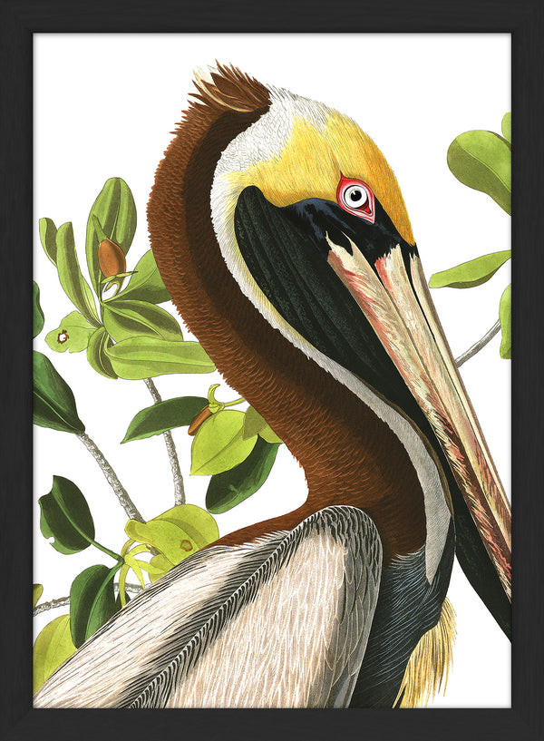 Brown Pelican Close Up. Mini Print