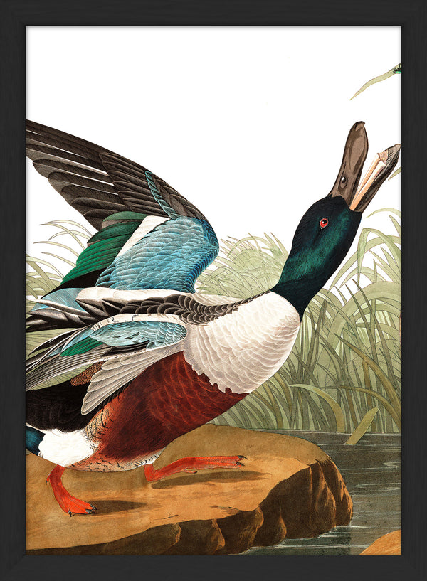 Shoveller Duck Close Up. Mini Print