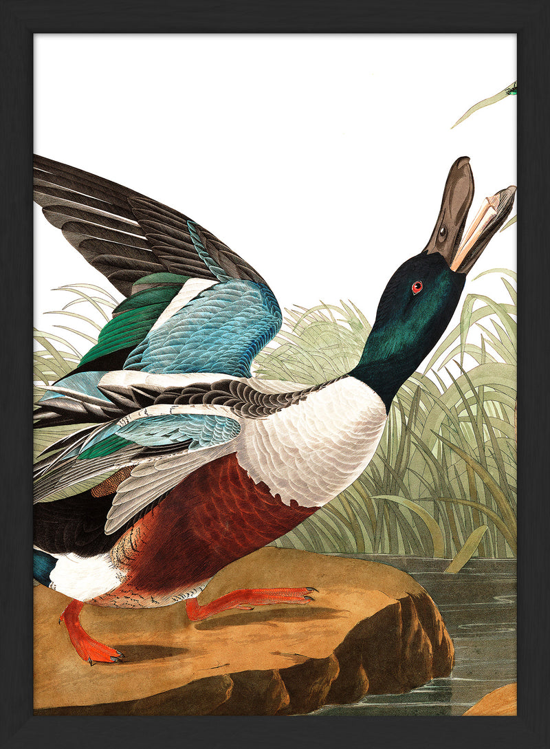 Shoveller Duck Close Up. Mini Print