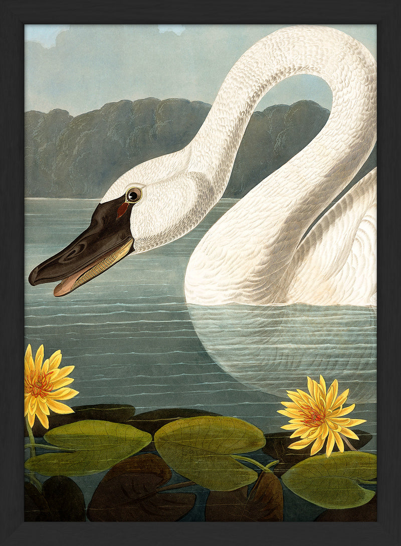 Swan Close Up. Mini Print