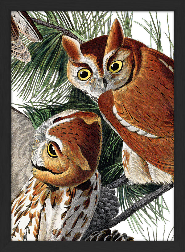 Little Screech Owl Close Up. Mini Print