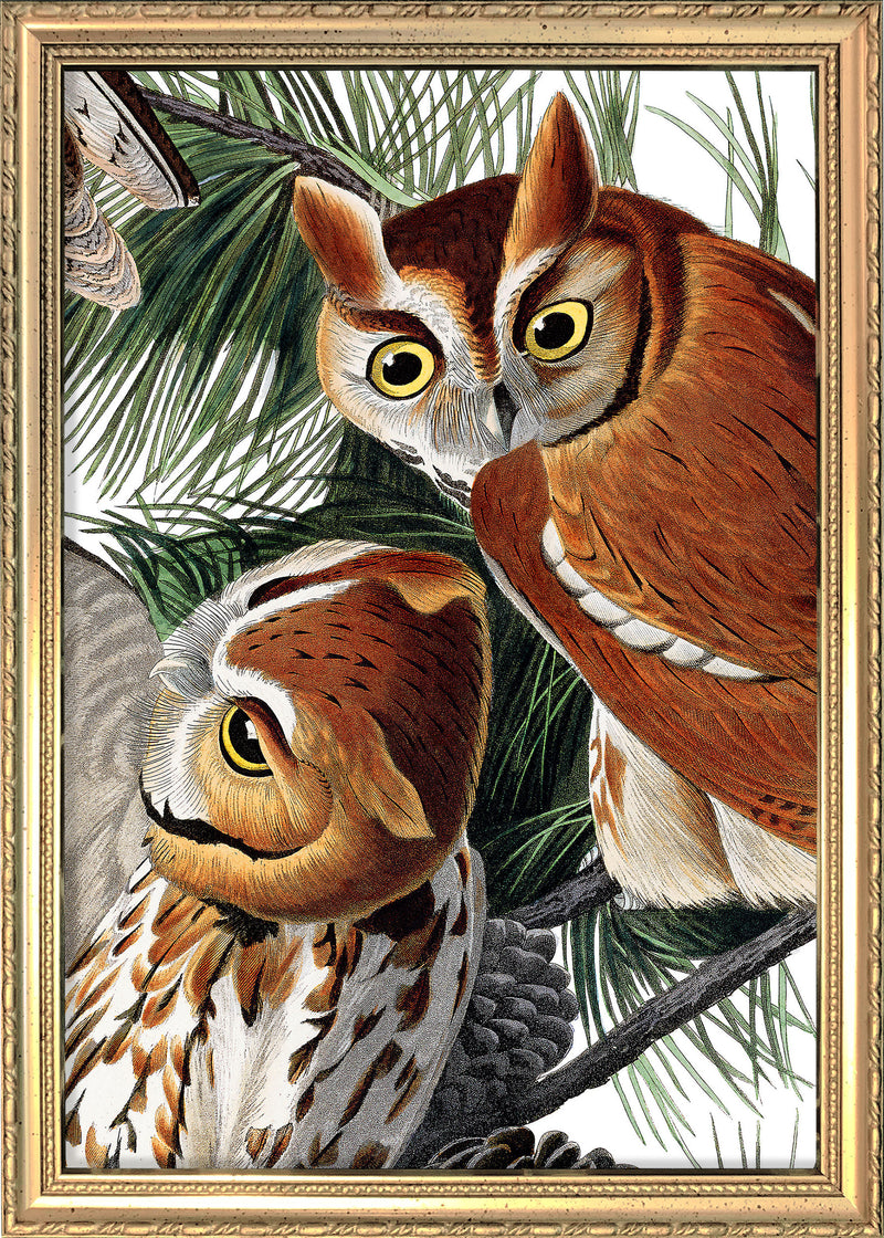 Little Screech Owl Close Up. Mini Print