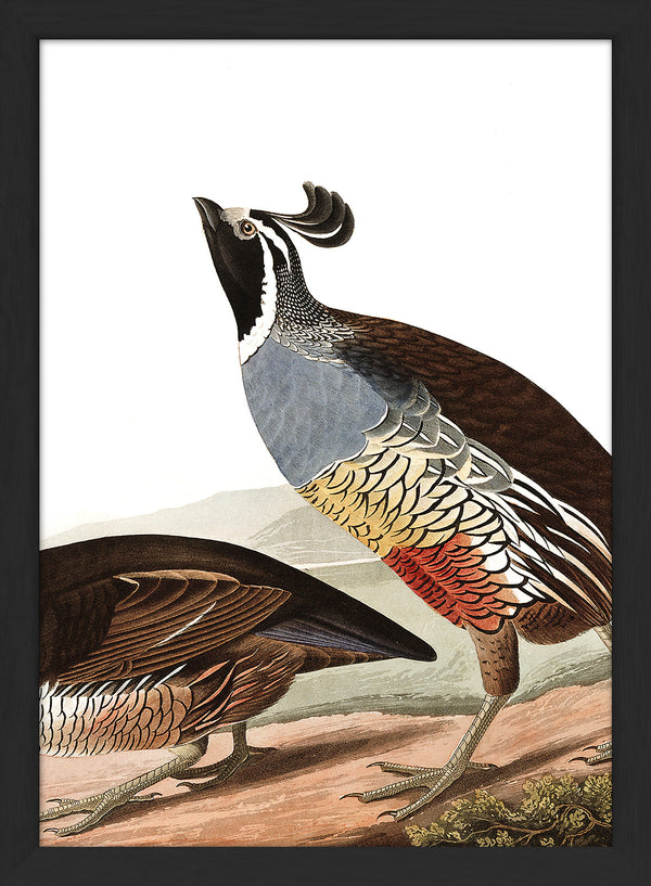 Californian Partridge Close Up. Mini Print