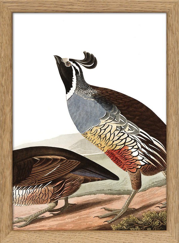 Californian Partridge Close Up. Mini Print