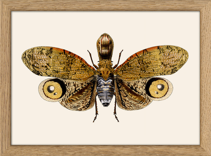 Owl Moth. Mini Print