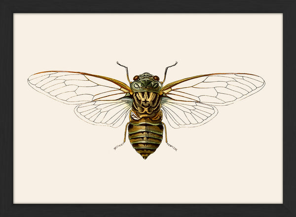 Wasp Moth. Mini Print