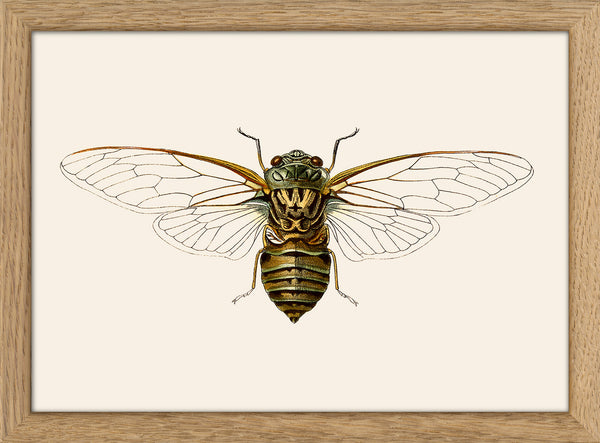 Wasp Moth. Mini Print