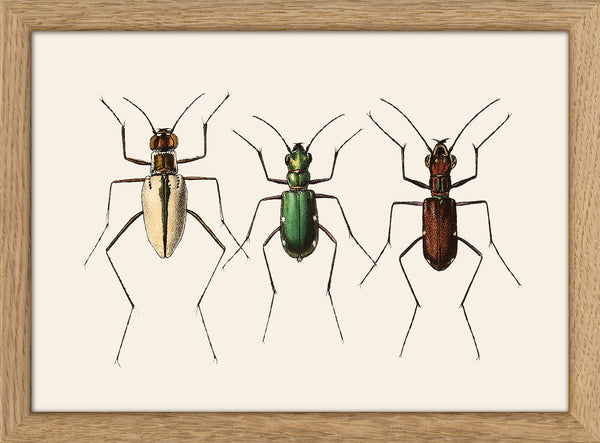 Three Beetles. Mini Print