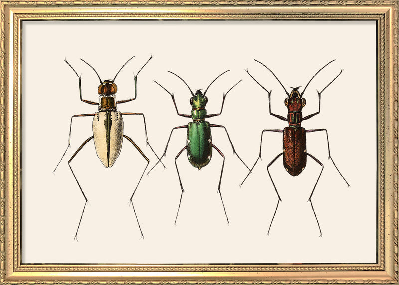 Three Beetles. Mini Print