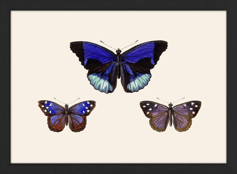 Three Blue and Purple Butterflies. Mini Print