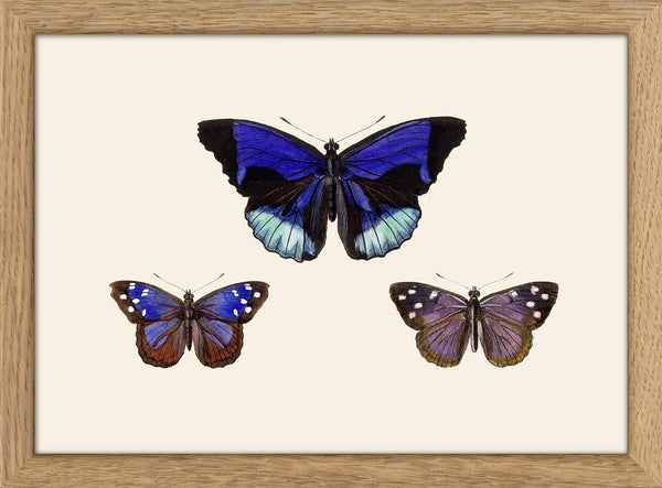 Three Blue and Purple Butterflies. Mini Print