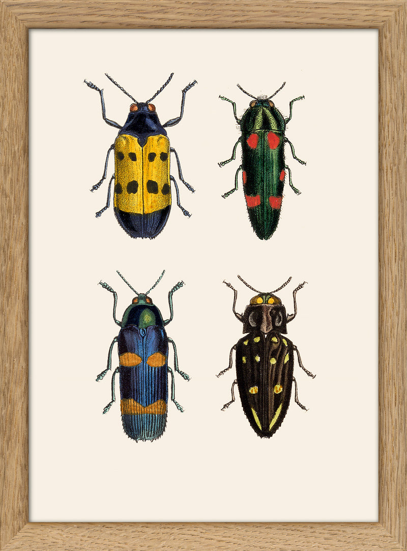 Four Beetles. Mini Print