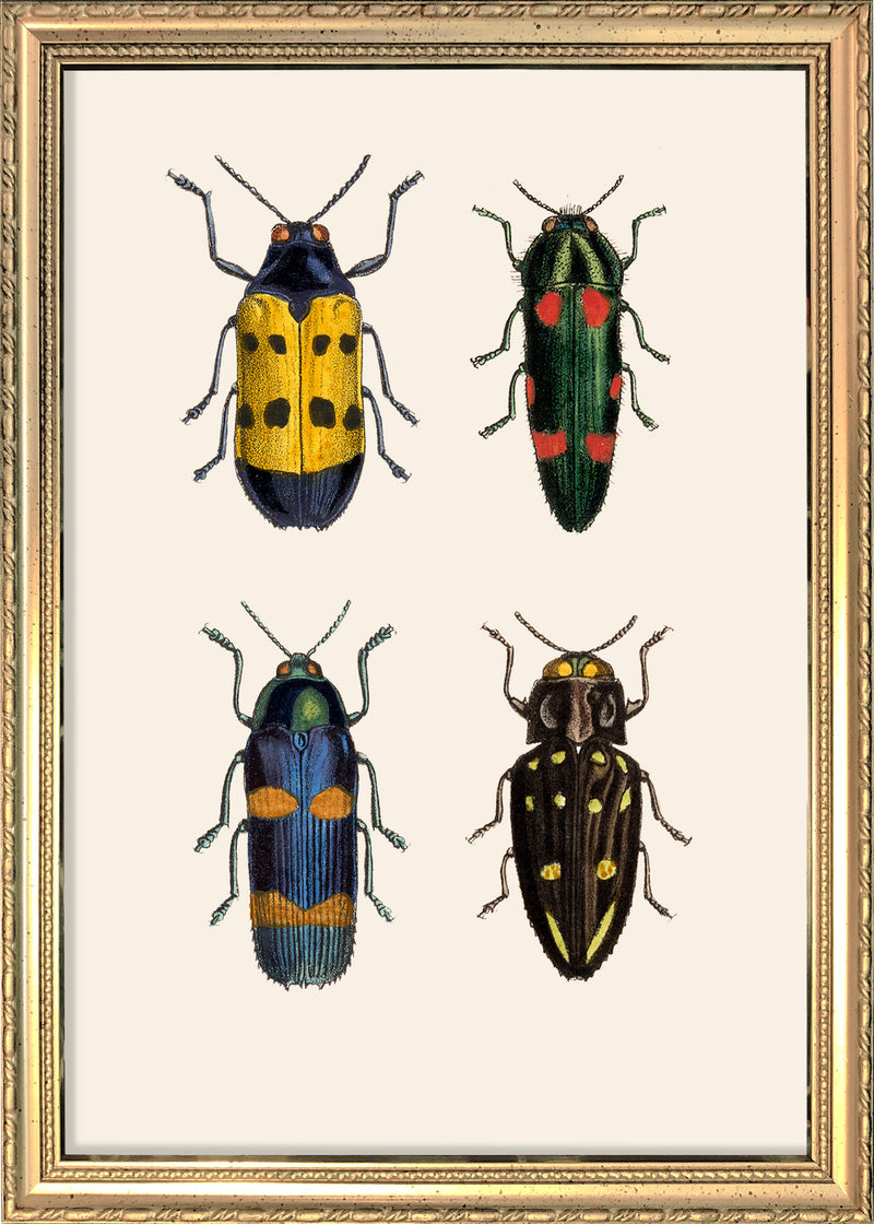 Four Beetles. Mini Print