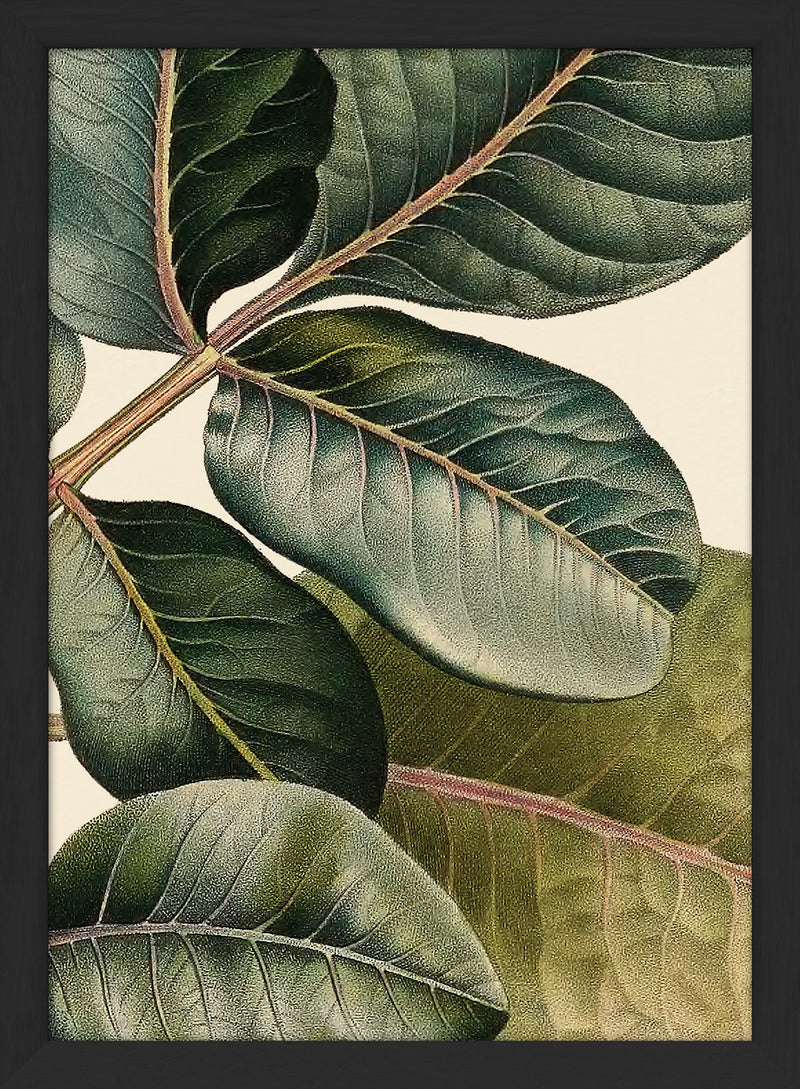 Pistachier en Fruit Close Up. Mini Print