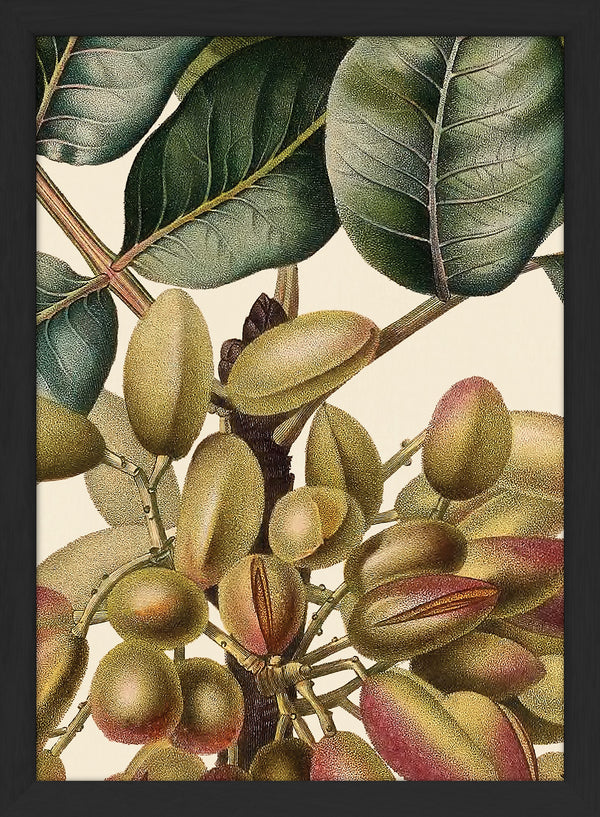 Pistachier en Fruit Close Up. Mini Print