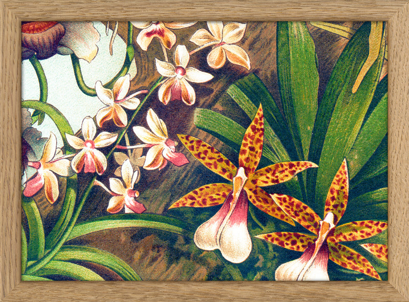 Orchids Close Up. Mini Print