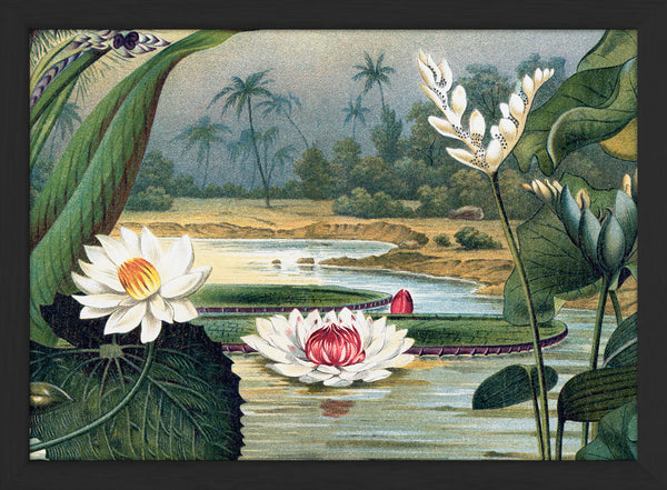 Water Lilies. Mini Print
