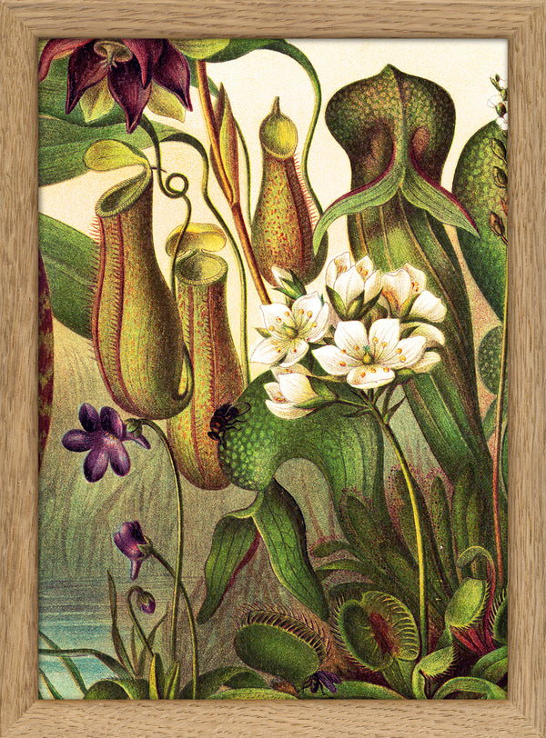 Carnivorous Plants Close Up. Mini Print