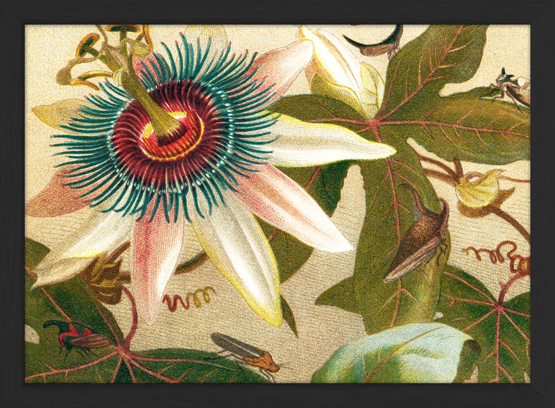 Flower and Cicadas Close Up. Mini Print