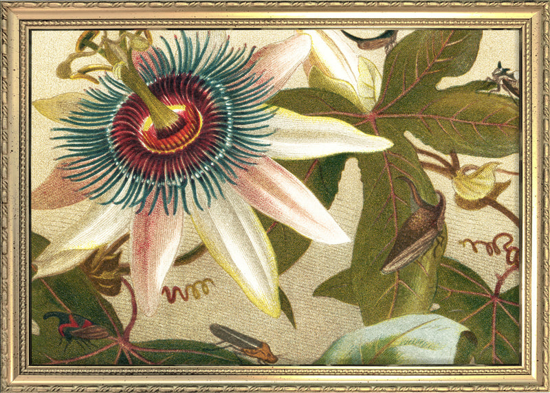 Flower and Cicadas Close Up. Mini Print