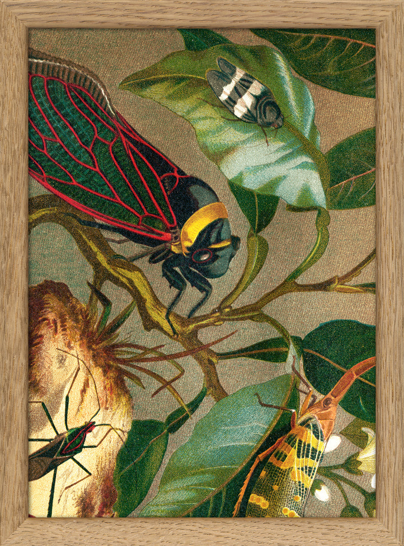 Cicadas Close Up. Mini Print