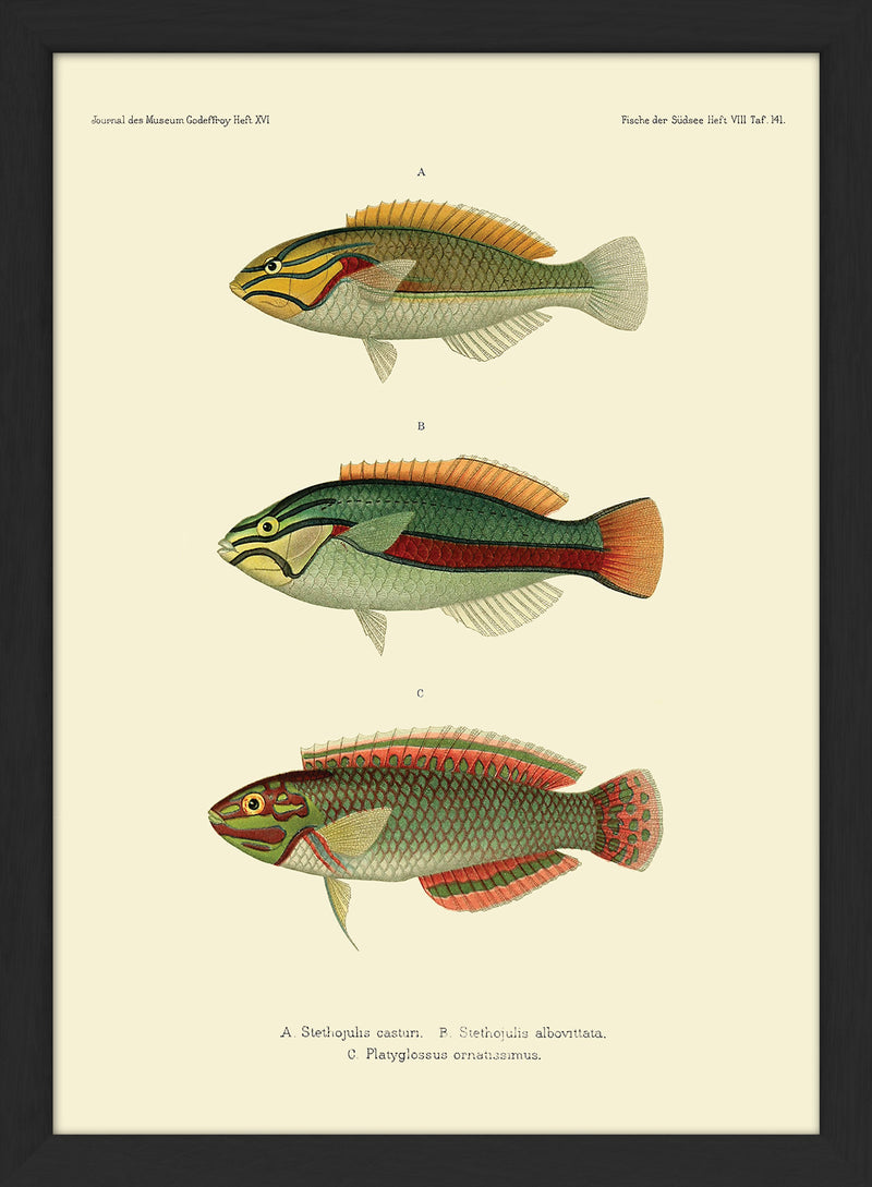 Wrasse (Stethojulis Castum), Ohua (Stethojulis Albovittata) and Ornat Wrass (Platyglossus Ornatissimus). Mini Print