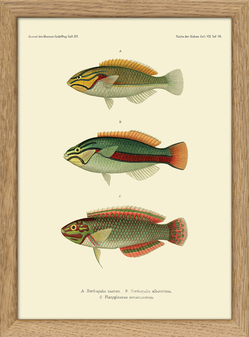 Wrasse (Stethojulis Castum), Ohua (Stethojulis Albovittata) and Ornat Wrass (Platyglossus Ornatissimus). Mini Print