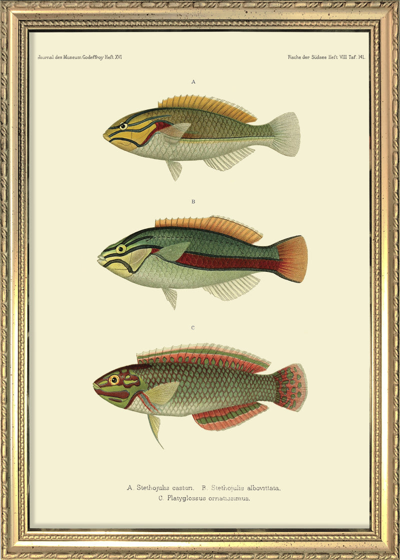 Wrasse (Stethojulis Castum), Ohua (Stethojulis Albovittata) and Ornat Wrass (Platyglossus Ornatissimus). Mini Print