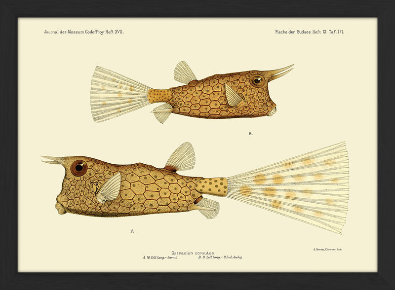 Longhorn Cowfish (Ostracion Cornutus) Mini Print