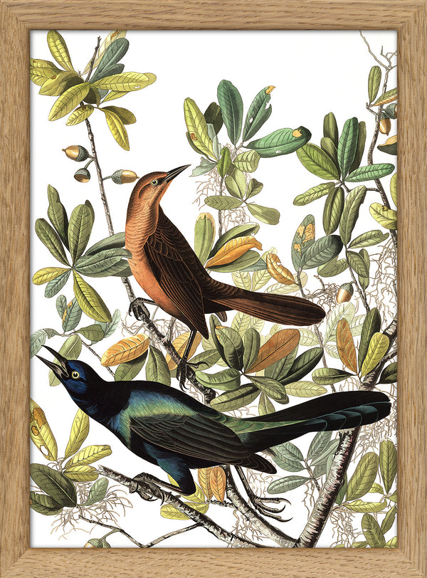 Boat tailed Grackle. Mini Print