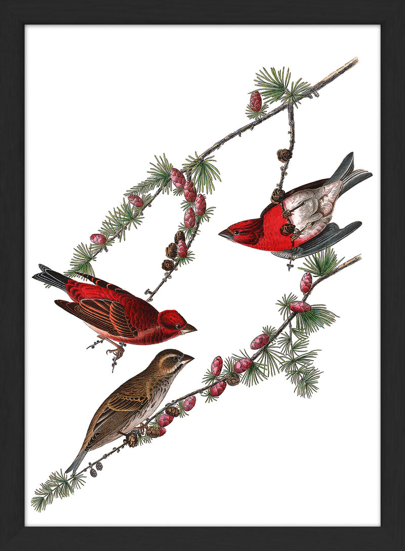 Purple Finch. Mini Print