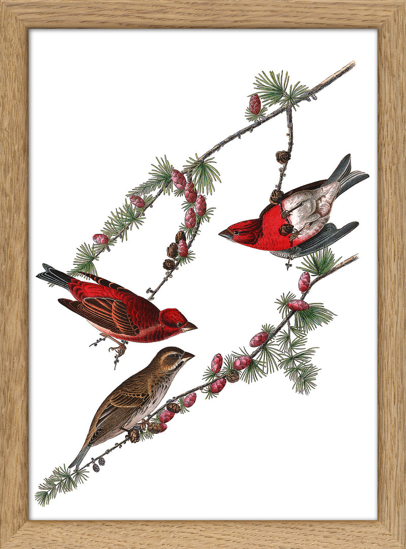 Purple Finch. Mini Print