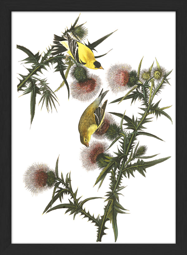 American Goldfinch. Mini Print
