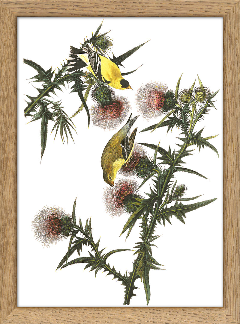 American Goldfinch. Mini Print