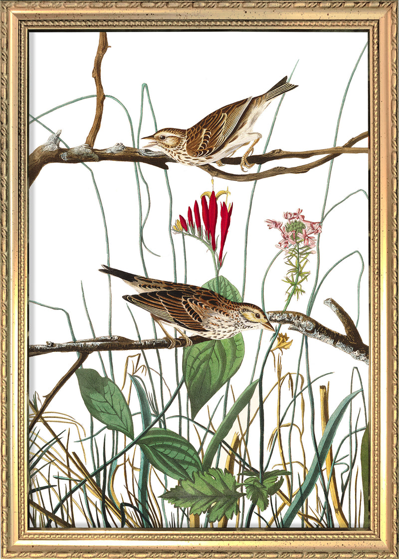 Savannah Finch. Mini Print